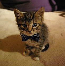 dapper kitten